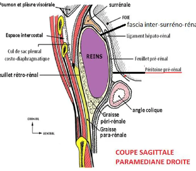 Figure 7 : coupe sagittale paramédiane rénale droite montrant la loge surrénalienne et  les rapports postérieurs de la glande surrénale
