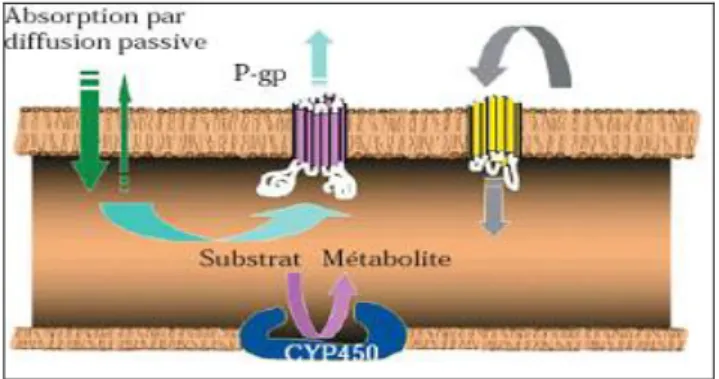 Fig. 5 : Interaction entre transporteurs membranaires et cytochromes P450 dans  l’absorption et le devenir des médicaments  [28] 