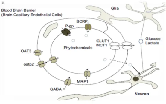 Fig. 10: Localisation des transporteurs au niveau des cellules   endothéliales du cerveau  [40]