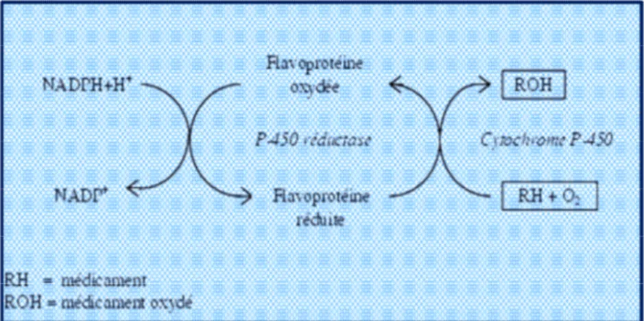 Figure 4 : Schéma simplifié de l'oxydation d'un médicament par le cytochrome P-450. 