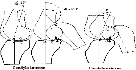 Fig. 5 : Mouvement des condyles sur les glènes lors de la flexion-extension 