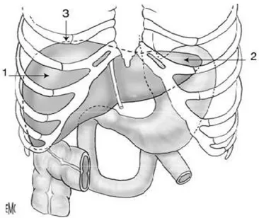 Figure 1. Projection antérieure du foie. 1. Lobe droit ; 2. lobe gauche ;  3. pôle supérieur du foie droit