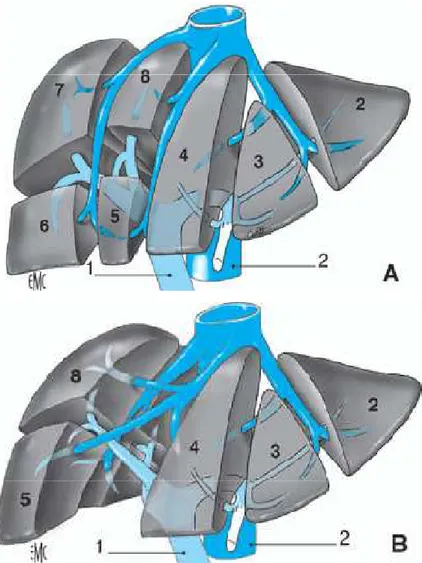 Figure 5. Anatomie éclatée du foie et numérotation des différents  segments hépatiques