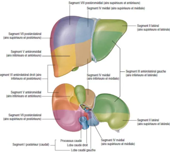 Figure 6: Segmentation du foie selon Couinaud  (31)