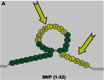 Figure 7 : Sites du BNP reconnus par les anticorps employés par Bayer et Shionogi. [20] 