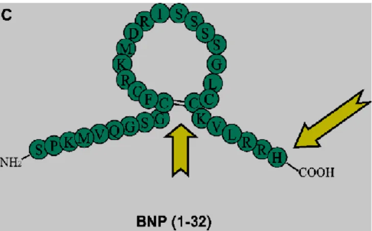 Figure 9 : Sites du BNP reconnus par les anticorps employés par Abbott. [20] 