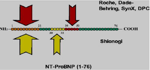 Figure 10 : Sites du NT-proBNP reconnus par les anticorps des deux méthodes disponibles