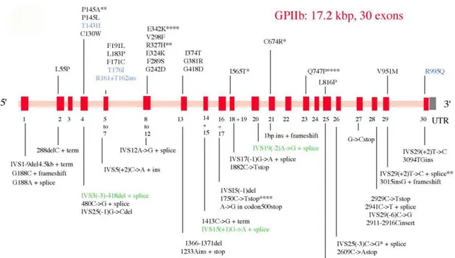 Figure 3 :Représentation schématique du gène codant pour la sous ‐ unité αIIb  (ITGA2B) avec les différentes anomalies génétiques pouvant mener à la TG 