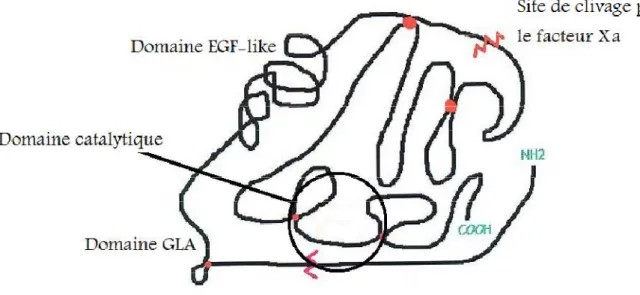 Figure 5: Structure protéique du facteur VII [17]. 