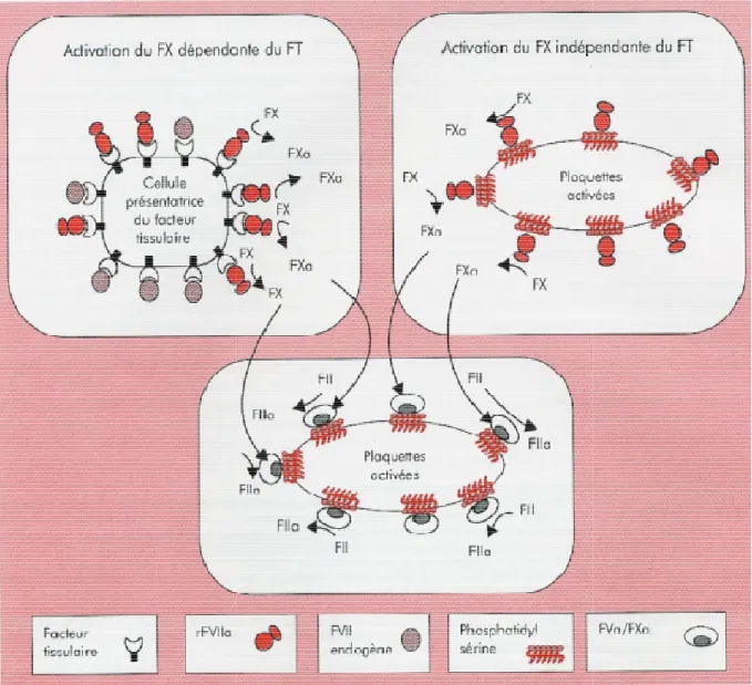 Figure 6: Mécanismes d’action du facteur VII recombinant