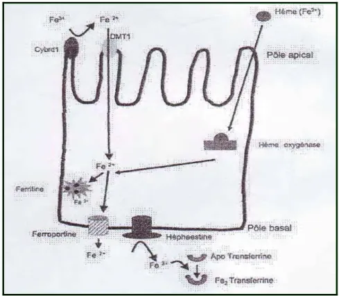 Figure 3 : Mécanismes d’absorption du fer alimentaire par les entérocytes  duodénaux  [3] 