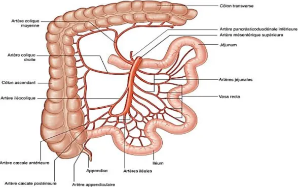 Figure 2 : Schéma montrant la vascularisation de l’intestin grêle et la distribution de l’artère  mésentérique supérieure