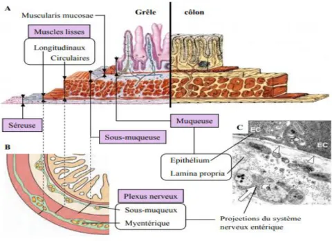 Figure 4 : Schéma montrant les différentes couches de la paroi intestinale.      