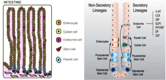 Figure 5 : Les  différentes cellules épithéliales issues de l’épithélium et leur genèse à partir des  cellules souches épithéliales intestinales