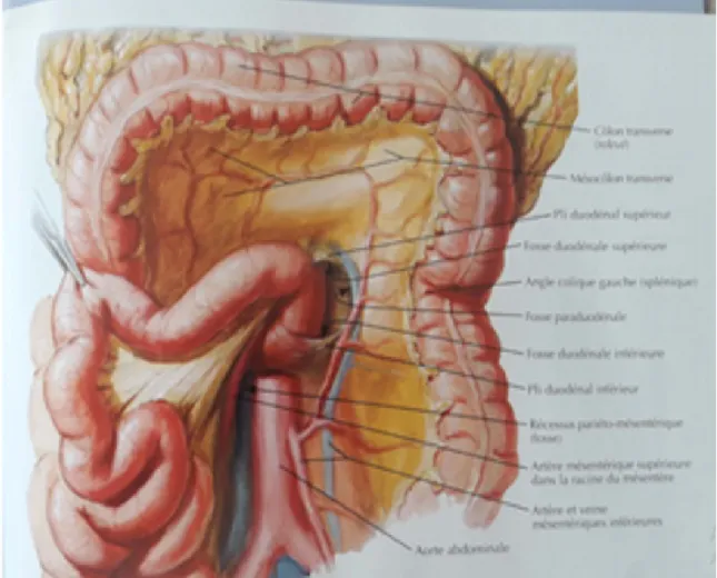 Figure 4 : rapports du jejuno-ileon