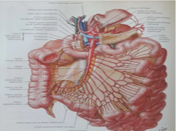 Figure 5 : vascularisation arterielle du jejuno-ileon