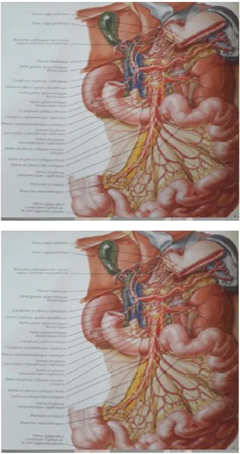 Figure 7 : vascularisation lymphatique du jejuno-ileon 23