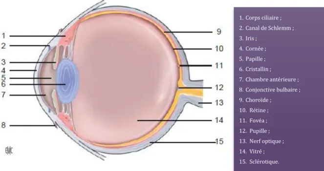 Figure 1: Anatomie du globe oculaire 