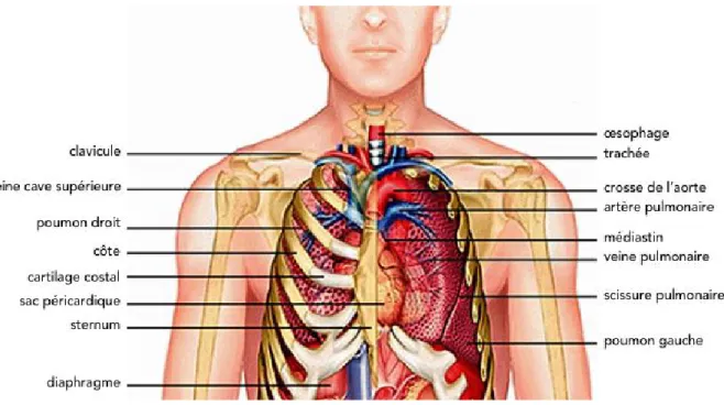 Figure 2: Schéma qui résume l’anatomie du thorax : contenant et contenu [4]. 