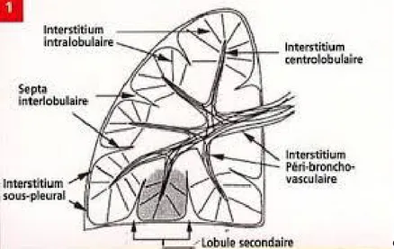 Figure 3: Schéma qui montre les divers compartiments de l’interstitium pulmonaire [5]