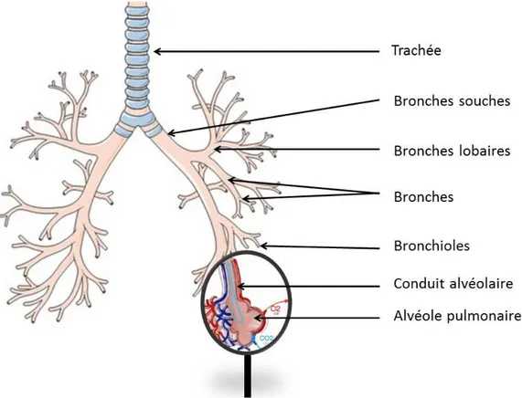 Figure 4: Schéma qui montre les conduits respiratoires et leurs ramifications [6]. 