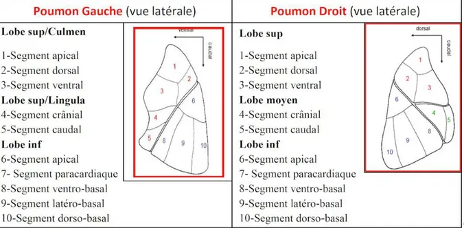 Figure 6: Schémas, le gauche : Poumon gauche vue latérale et à droite :   Poumon le droit vue latérale, qui montrent la segmentation pulmonaire [8]