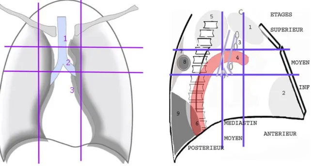 Figure 10: Schémas, le gauche de face et le droit de profil,   qui montrent les compartiments et les étages du médiastin [12]