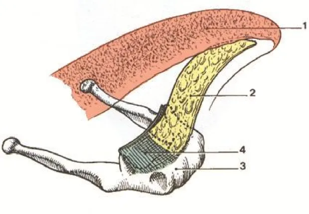 Figure 1 : Le squelette ostéo-fibreux de la langue [5]. 