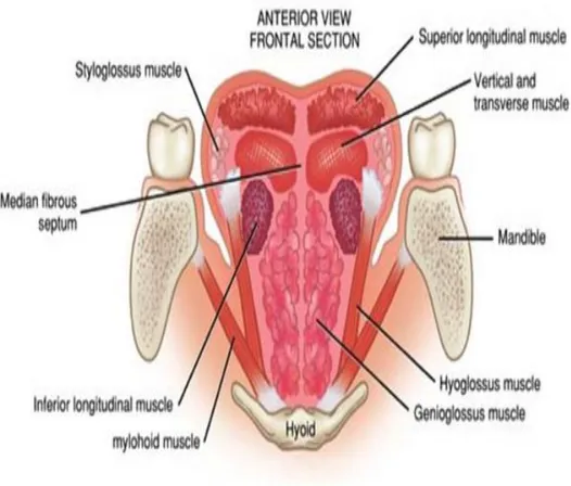 Figure 2 : Coupe frontale de la langue (muscles de la langue). [9]. 