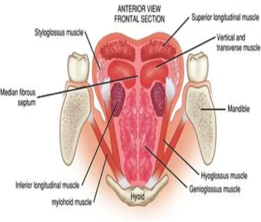 Figure 2 : Coupe frontale de la langue (muscles de la langue). [9]. 