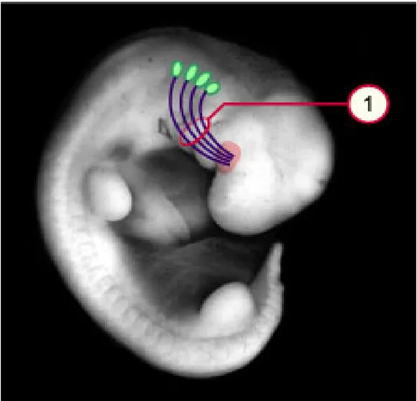Figure 3 - Embryon au stade 14, env. 33 jours  1  Tractus lingual hypoglosse 