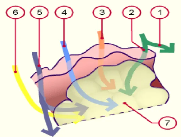 Figure 4 : Innervation de la langue 