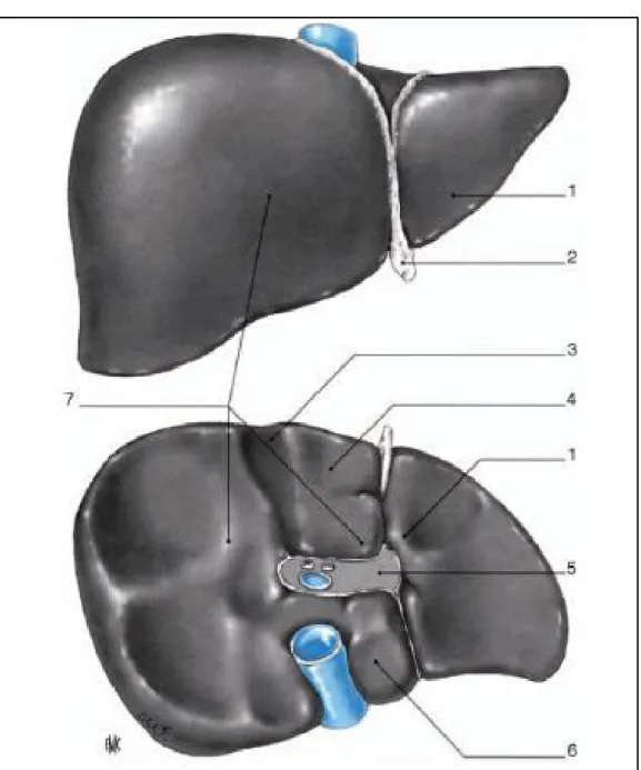 Figure 2: Morphologie hépatique vues antérieur et inférieur   1. Lobe gauche2.ligament rond 3.lit vésiculaire4.lobe carré 5