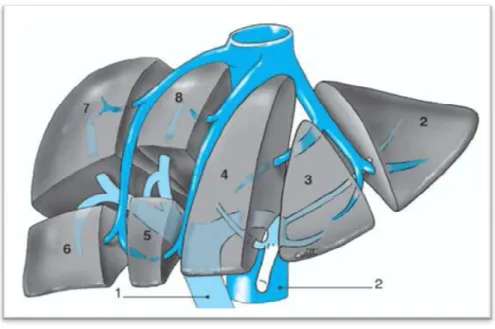 Figure 3 : La segmentation hépatique. [7] 