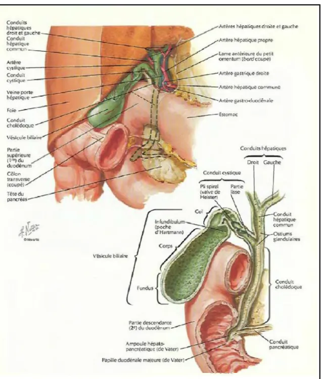 Figure 4 : Vésicule biliaire et les voies biliaires extra hépatiques. [8] 