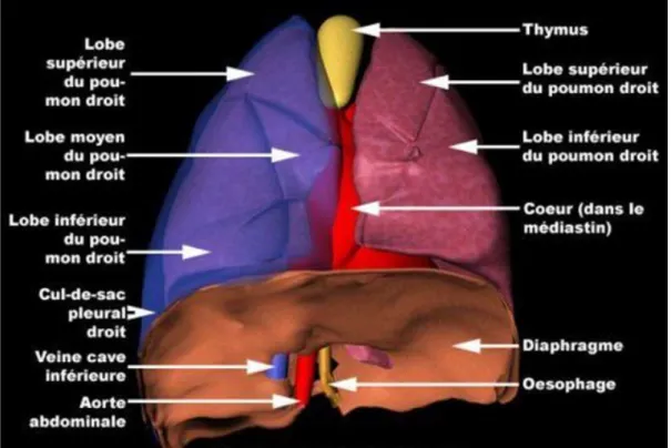 Figure 5: Anatomie des poumons. 