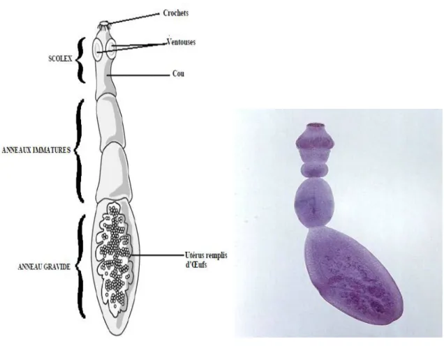 Figure 5: forme adulte d’Echinococcus granulosus[7] 