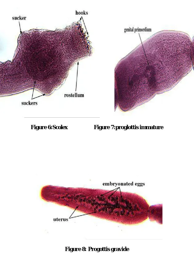 Figure 6:Scolex                   Figure 7:proglottis immature 