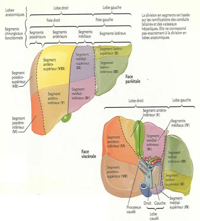 Figure 7 : La segmentation hépatique [52] 