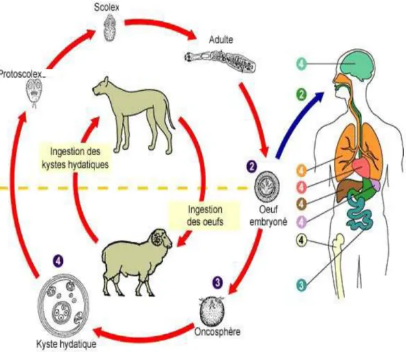 Figure 12: Schéma du cycle biologique d’Echinococcus granulosus [76] 