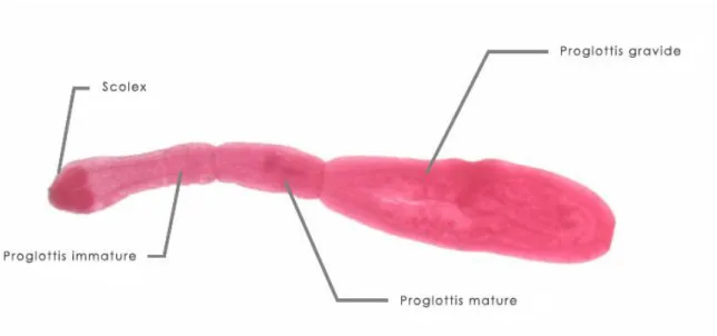 Figure 7. Forme adulte d’Echinococcus granulosus  [4] 