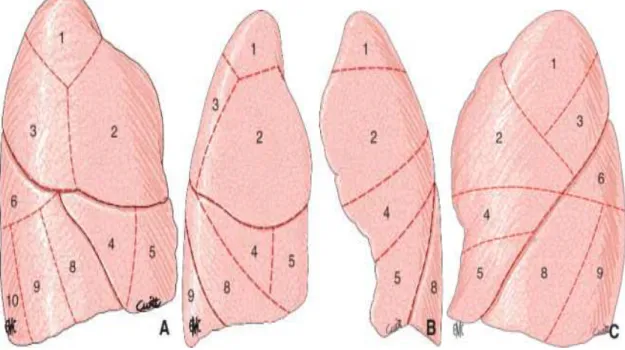 Figure 1. Situation des segments à la surface des poumons (cf. Tableau 1). 