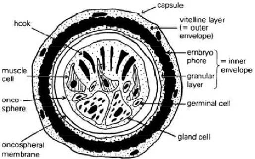Figure 8: représentation schématique d’un oeuf d’Echinococcus  granulosus [68] 