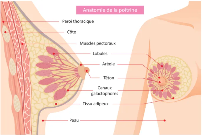 Figure 1 : Anatomie de la poitrine [11] 
