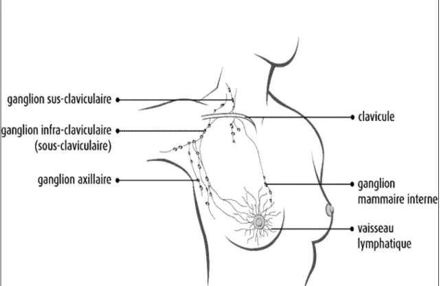 Figure 5 : Réseau lymphatique mammaire [11] 