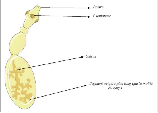 Figure 6 : Adulte d'Echinococcus granulosus [13] 