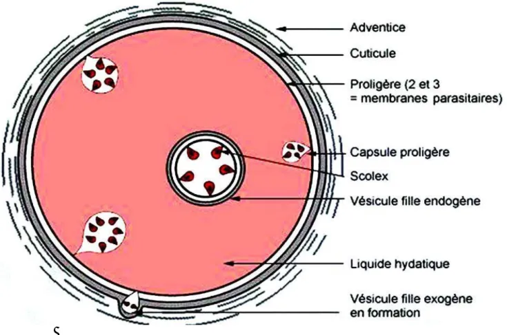 Figure 8 : Représentation schématique d’une larve d’Echinococcus granulosus [16] 