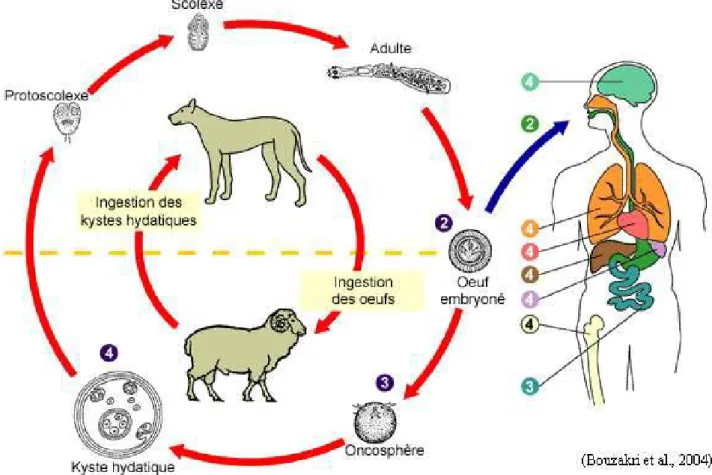 Figure 9 : Cycle évolutif d’Echinococcus Granulosus  [21]
