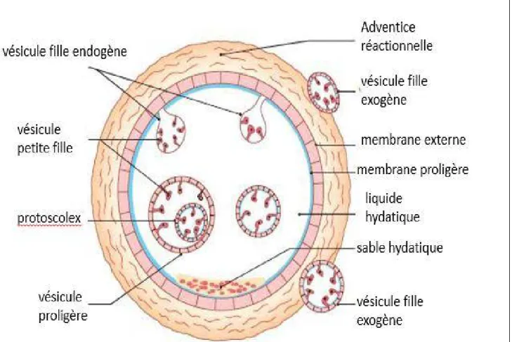 Figure 10 : Structure de l’hydatide [26] 