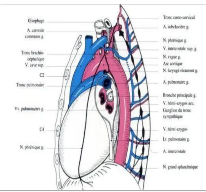 Figure 2 : Vue latérale gauche du médiastin [27]. 